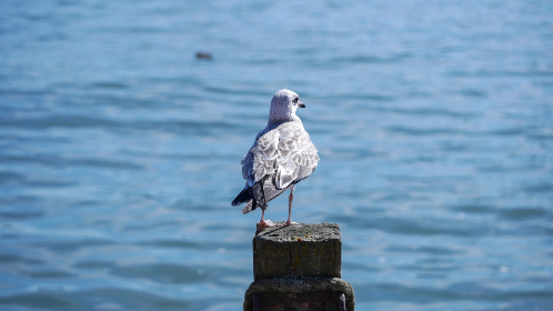 美国大臿蕉香蕉大视频 美国大臿蕉香蕉大视频