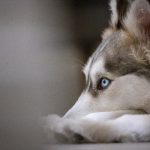 seamongrel下载:获取最新版本及使用技巧全攻略 3gzhmcjy